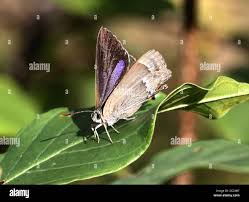 Attēlu rezultāti vaicājumam “Favonius quercus”