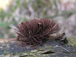 Attēlu rezultāti vaicājumam “Stemonitis marjana”