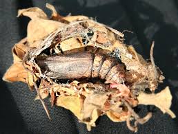 Attēlu rezultāti vaicājumam “Deilephila elpenor”