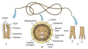 Attēlu rezultāti vaicājumam “Nematomorpha”