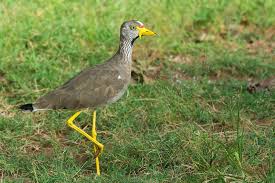 Attēlu rezultāti vaicājumam “Vanellus vanellus adult”