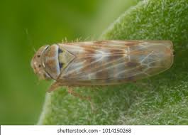 Attēlu rezultāti vaicājumam “Macrosteles nymph”