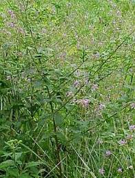 Attēlu rezultāti vaicājumam “Trichia flavicoma stalked”
