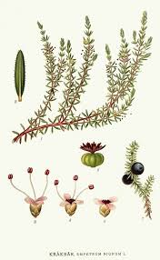 Attēlu rezultāti vaicājumam “Empetrum nigrum”