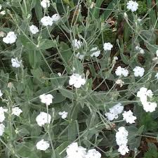 Image result for Lychnis coronaria alba