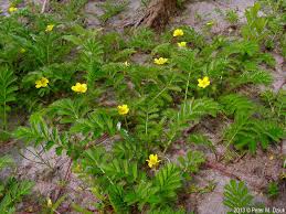 Attēlu rezultāti vaicājumam “Potentilla arenaria leaf”
