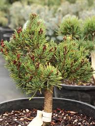 Attēlu rezultāti vaicājumam “Pinus sylvestris var. borussica”