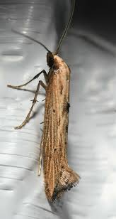 Attēlu rezultāti vaicājumam “Epermeniidae”