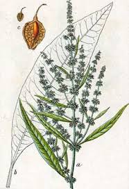 Attēlu rezultāti vaicājumam “Rumex aquaticus leaf”