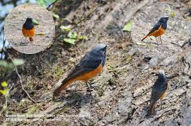 Attēlu rezultāti vaicājumam “Phoenicurus ochruros”