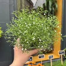 Attēlu rezultāti vaicājumam “Gypsophila muralis”