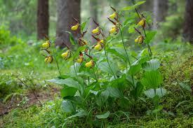 Attēlu rezultāti vaicājumam “Cypripedium calceolus flower”