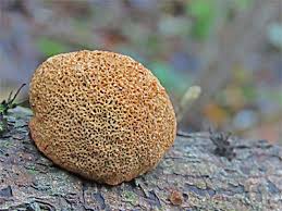 Attēlu rezultāti vaicājumam “Dichomitus campestris”