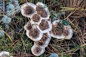 Attēlu rezultāti vaicājumam “Phellodon tomentosus”