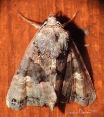 Attēlu rezultāti vaicājumam “Euplexia lucipara”