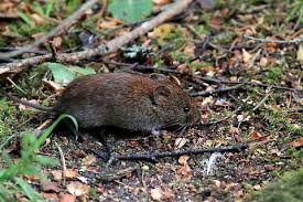 Attēlu rezultāti vaicājumam “Myodes glareolus”