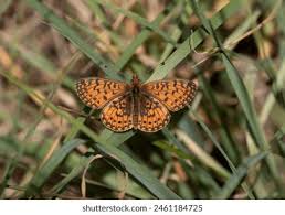 Attēlu rezultāti vaicājumam “Clossiana selene underside”