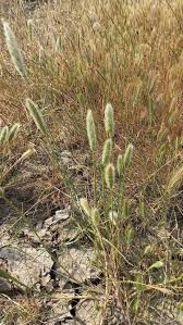 Attēlu rezultāti vaicājumam “Polypogon tentacularius”