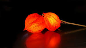 Image result for Lampionblume