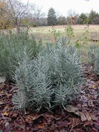 Attēlu rezultāti vaicājumam “Lavandula angustifolia leaf”