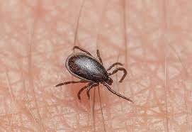 Attēlu rezultāti vaicājumam “Ixodes male”