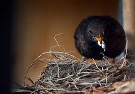 Attēlu rezultāti vaicājumam “Turdus merula nest”
