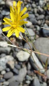 Attēlu rezultāti vaicājumam “Crepis tectorum flower”