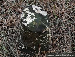 Attēlu rezultāti vaicājumam “Radulomyces confluens”