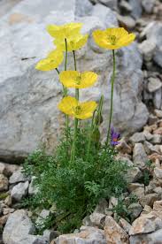 Image result for Alpenmohn