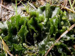 Attēlu rezultāti vaicājumam “Anthocerotopsida”