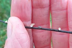 Attēlu rezultāti vaicājumam “Hymenoscyphus fraxineus”