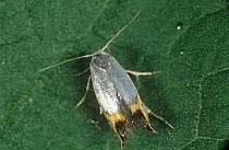 Attēlu rezultāti vaicājumam “Lyonetiidae”