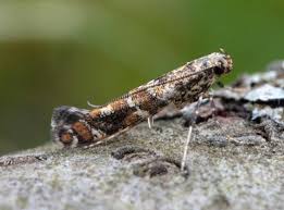 Attēlu rezultāti vaicājumam “Gracillaria syringella larva”