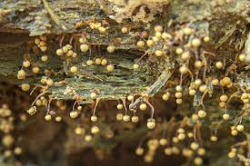 Attēlu rezultāti vaicājumam “Cribraria aurantiaca spores”