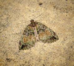 Attēlu rezultāti vaicājumam “Hydriomena furcata”