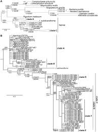 Attēlu rezultāti vaicājumam “Isothecium alopecuroides sporophyte”