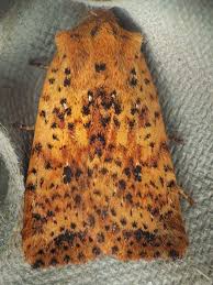 Attēlu rezultāti vaicājumam “Conistra rubiginea”