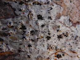 Attēlu rezultāti vaicājumam “Thelotrema lepadinum”