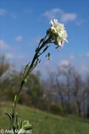 Attēlu rezultāti vaicājumam “Berteroa incana fruit”