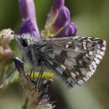 Attēlu rezultāti vaicājumam “Pyrgus alveus upperside”