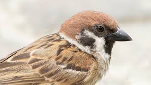 Image result for Passer montanus