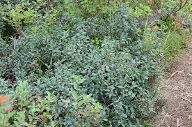 Attēlu rezultāti vaicājumam “Vaccinium uliginosum bud”