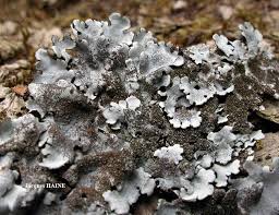 Attēlu rezultāti vaicājumam “Parmelina tiliacea”