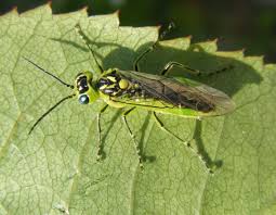 Attēlu rezultāti vaicājumam “Rhogogaster viridis”