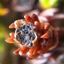 Attēlu rezultāti vaicājumam “Octosporella jungermanniarum”