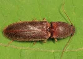 Attēlu rezultāti vaicājumam “Athous sp.”