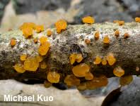 Attēlu rezultāti vaicājumam “Dacrymyces stillatus”