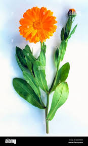 Attēlu rezultāti vaicājumam “Calendula officinalis leaf”