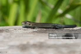 Attēlu rezultāti vaicājumam “Lacerta vivipara juvenile”