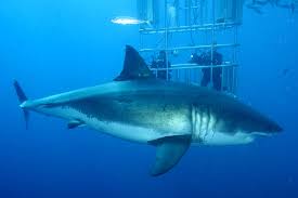 Image result for Carcharodon carcharias